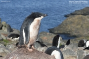 P.adeliae079.King George Is.South Shetland Islands.Antarctica.22.01.2019