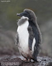 P.adeliae080.King George Is.South Shetland Islands.Antarctica.22.01.2019