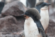 P.adeliae084.King George Is.South Shetland Islands.Antarctica.22.01.2019