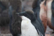 P.adeliae085.King George Is.South Shetland Islands.Antarctica.22.01.2019