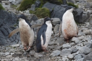 P.adeliae088.King George Is.South Shetland Islands.Antarctica.25.01.2019