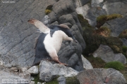 P.adeliae091.King George Is.South Shetland Islands.Antarctica.25.01.2019