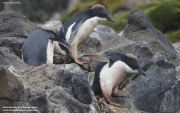 P.adeliae092.King George Is.South Shetland Islands.Antarctica.25.01.2019