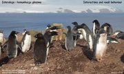 P.adeliae093.King George Is.South Shetland Islands.Antarctica.22.01.2019