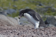 P.adeliae106.King George Is.South Shetland Islands.Antarctica.26.01.2019