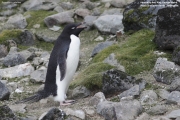 P.adeliae110.King George Is.South Shetland Islands.Antarctica.17.01.2019