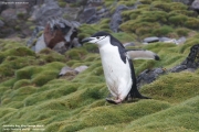 Pygoscelis antarcticus040.King George Is.South Shetland Islands.Antarctica.20.01.2019