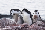 Pygoscelis antarcticus061.King George Is.South Shetland Islands.Antarctica.28.01.2019