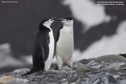 Pygoscelis_antarcticus023.King_George_Is.South_Shetland_Islands.Antarctica.27.01.2019