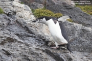 Pygoscelis_antarcticus029.King_George_Is.South_Shetland_Islands.Antarctica.31.01.2019