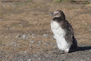 Spheniscus magellanicus030.Chick.Isla Magdalena.Punta Arenas.Chile.8.02.2019