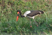 Ephippiorhynchus_senegalensis002.Murchison_Falls_N.P.Uganda.PJ.16.02.2011