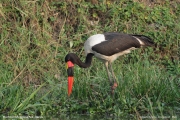 Ephippiorhynchus_senegalensis003.Murchison_Falls_N.P.Uganda.PJ.16.02.2011