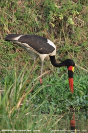 Ephippiorhynchus_senegalensis005.Murchison_Falls_N.P.Uganda.PJ.16.02.2011