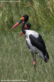 Ephippiorhynchus_senegalensis006.Murchison_Falls_N.P.Uganda.19.11.2012