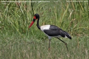 062.019.Ephippiorhynchus_senegalensis001.Female.Murchison_Falls_N.P.Uganda.19.11.2012