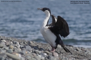 Phalacrocorax_a._bransfieldensis002.King_George_Is.South_Shetland_Is.Antarctica.1.02.2019
