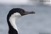 Phalacrocorax_a._bransfieldensis004.King_George_Is.South_Shetland_Is.Antarctica.1.02.2019