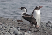 Phalacrocorax_a._bransfieldensis006.King_George_Is.South_Shetland_Is.Antarctica.1.02.2019