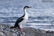 Phalacrocorax_a._bransfieldensis009.King_George_Is.South_Shetland_Is.Antarctica.1.02.2019