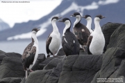 Phalacrocorax_a._bransfieldensis010.King_George_Is.South_Shetland_Is.Antarctica.19.01.2019