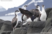 Phalacrocorax_a._bransfieldensis011.King_George_Is.South_Shetland_Is.Antarctica.19.01.2019