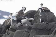 Phalacrocorax_a._bransfieldensis012.King_George_Is.South_Shetland_Is.Antarctica.19.01.2019