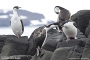 Phalacrocorax_a._bransfieldensis013.King_George_Is.South_Shetland_Is.Antarctica.19.01.2019