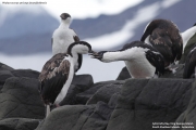 Phalacrocorax_a._bransfieldensis014.King_George_Is.South_Shetland_Is.Antarctica.19.01.2019