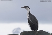 Phalacrocorax_a._bransfieldensis015.King_George_Is.South_Shetland_Is.Antarctica.19.01.2019
