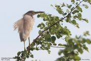 Ardeola-grayii002.Udawalawe-NP.Sri-Lanka.28.11.2018