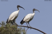 Threskiornis-aethiopicus034.Lake-Awasa.Ethiopia.6.12.2019