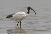 Threskiornis-aethiopicus038.Lake-Ziway.Ethiopia.9.12.2019