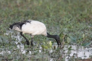 Threskiornis_aethiopicus03.Ziway_Lake.Etiopia.21.11.2009