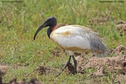 Threskiornis_melanocephalus0003.Bundala_NP.Sri_Lanka.3.12.2018