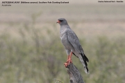 075.100.Melierax-canorus001.Etosha-N.P.Namibia.21.02.2014