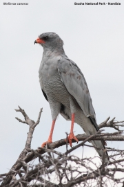 Melierax-canorus002.Etosha-N.P.Namibia.22.02.2014