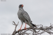Melierax-canorus003.Etosha-N.P.Namibia.22.02.2014