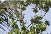 075.170.Haliaeetus-leucogaster001.Mirissa.Sri-Lanka.27.03.2022.IMG_4237