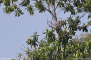 Haliaeetus-leucogaster002.Mirissa.Sri-Lanka.27.03.2022.IMG_4231