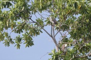Haliaeetus-leucogaster003.Mirissa.Sri-Lanka.27.03.2022.IMG_4234