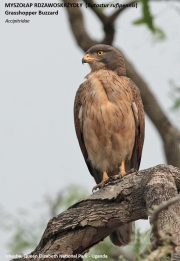 Butastur-rufipennis0001.Ishasha.Uganda.PJ_.17.02.2011