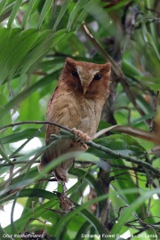 Otus-thilohoffmanni003.Sinharaja-Forest-Reserve.Sri-Lanka.18.03.2022.IMG_1953
