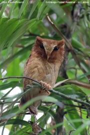 Otus-thilohoffmanni004.Sinharaja-Forest-Reserve.Sri-Lanka.18.03.2022.IMG_1955