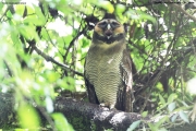 Strix-leptogrammica003.Surrey-Bird-Sanctuary.Sri-Lanka.4.12.2018