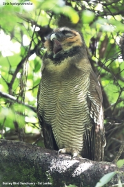 Strix-leptogrammica004.Surrey-Bird-Sanctuary.Sri-Lanka.4.12.2018