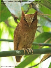 077.079.Otus-thilohoffmanni001.Sinharaja-Forest-Reserve.Sri-Lanka.27.11.2018