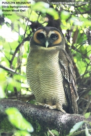 077.165.Strix-leptogrammica001.Surrey-Bird-Sanctuary.Sri-Lanka.4.12.2018