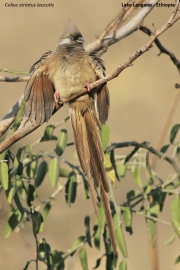 Colius-striatus006.Langano.Etiopia.22.11.2009