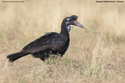 Bucorvus-abyssinicus009.Female.Aledeghi-Reserve.26.11.2019